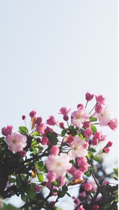 Sacred Seasons: Spring Renewal